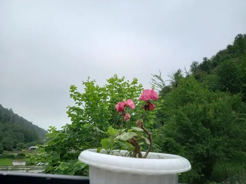 تصویر 22 - کلبه سوئیسی دلباز در  ماسال