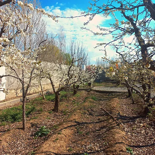 تصویر 4 - ویلا شادمهر  در کردان