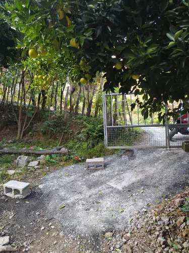 تصویر 19 - ویلا باغ جنگلی سیاهمزگی در شفت