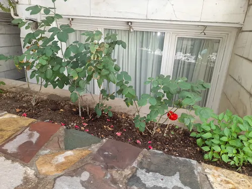 تصویر 13 - آپارتمان مبله طلایی در نیاوران  در  تهران
