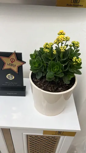 تصویر 6 - ویلا ساحلی مرجان در کیش