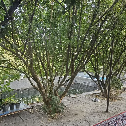 تصویر 4 - کلبه باغ کوهستانی در صحنه
