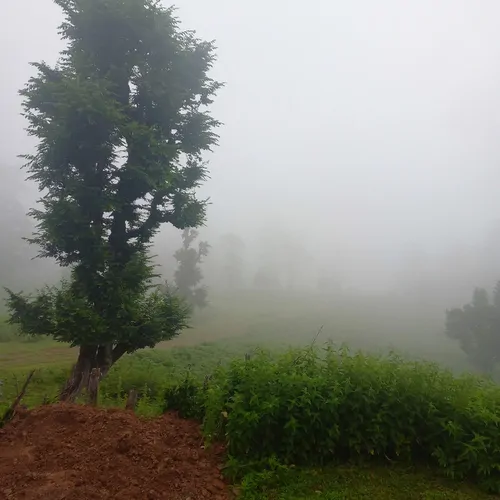 تصویر 12 - کلبه چوبی پدر  در  ماسال