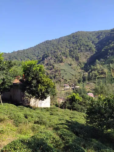 تصویر 13 - ویلا باغ جنگلی سیاهمزگی در شفت