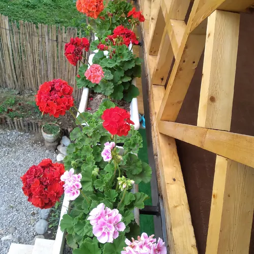 تصویر 7 - کلبه سوئیسی حسنخانی  در  ماسال