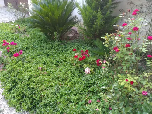 تصویر 10 - ویلا قاجار  در  گرگان
