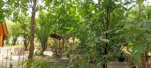 تصویر 3 - کلبه کلبه چوبی یاس در بابل کنار