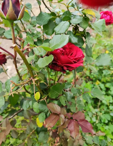 تصویر 13 - ویلا میزبان گیل در  سیاهکل
