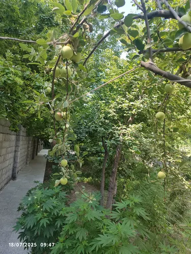 تصویر 2 - ویلا باغ  ویلای آرامش در باغ بهادران