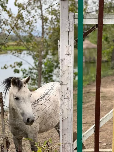 تصویر 21 - ویلا جنگلی دو درخت در  رشت