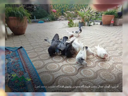 تصویر 5 - اقامتگاه بوم‌گردی بومگردی ناخدا در  تنگستان