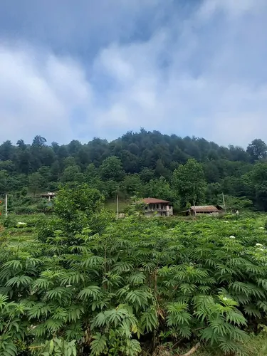 تصویر 27 - کلبه جنگلی گیل آوا  در  رستم آباد