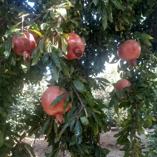 تصویر 5 - ویلا خان نشین در  ایذه