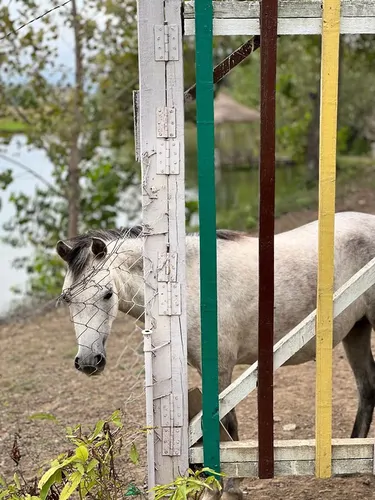 تصویر 18 - ویلا جنگلی دو درخت در  رشت
