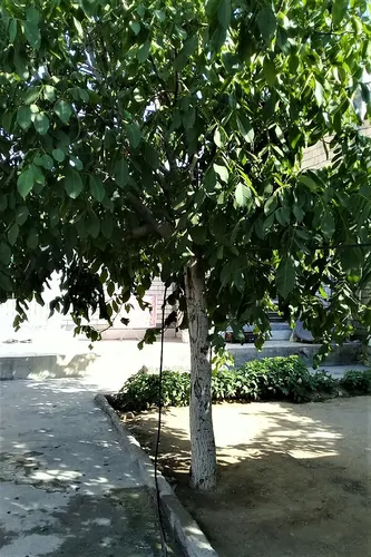 تصویر 4 - خانه ساختمان در سامان