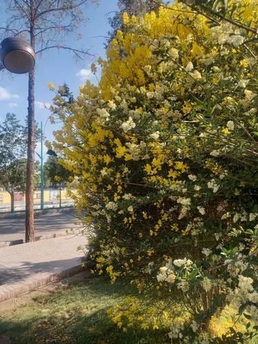 تصویر 5 - ویلا بلبل در  سیرجان