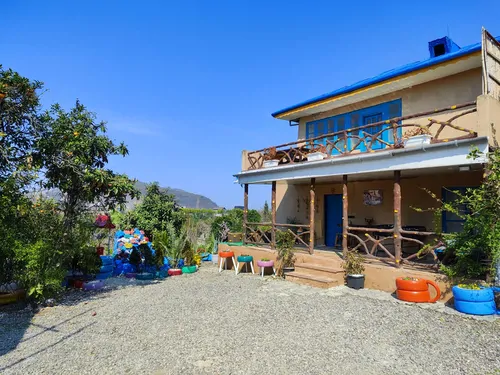 استخردار جنگلی اقاقیا