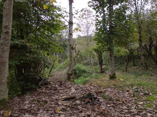 تصویر 17 - ویلا جنگلی شفت در  رشت