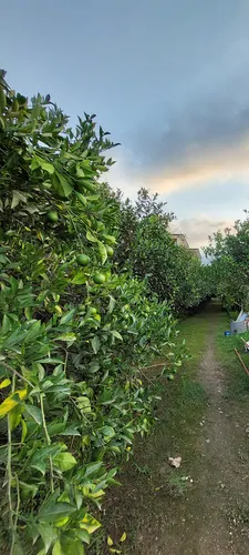 تصویر 9 - کلبه پناهگاه آرامش در  رامسر