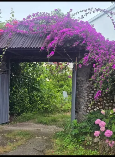 تصویر 19 - ویلا جنگلی سیکاس در نوشهر