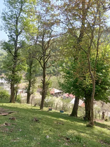 تصویر 13 - ویلا جنگلی جلالی در  ماسال