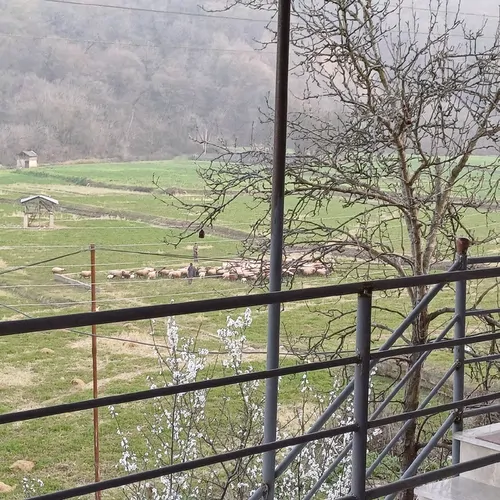 تصویر 2 - ویلا شالی در ساری