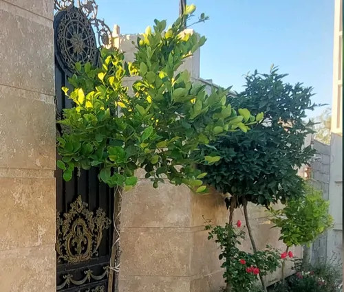 تصویر 2 - ویلا ویلایی دربست آرام در بهشهر
