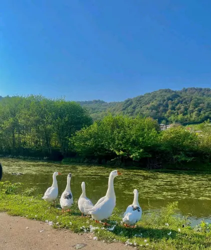 تصویر 9 - کلبه چوبی عمو راستین در ماسال