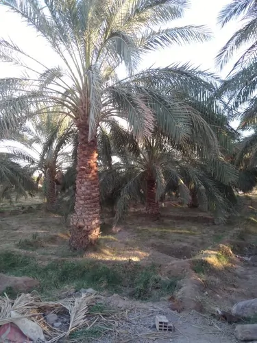 تصویر 2 - اقامتگاه بوم‌گردی مهرسلطان (اتاق 3) در فهرج