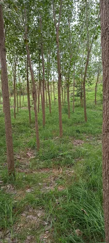 تصویر 5 - کلبه کلبه باغ صنوبر در  بابل