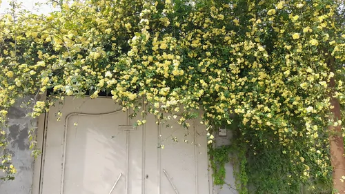 تصویر 4 - ویلا باغ ویلا در سرخ رود