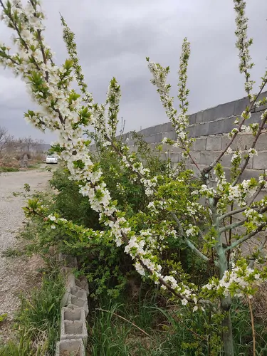 تصویر 8 - خانه نوبهاری واحد (3) در  درگز