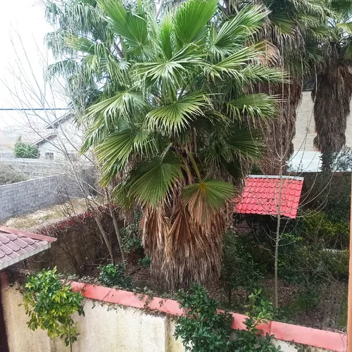 تصویر 19 - ویلا  ساحلی توکلی  در  چمخاله