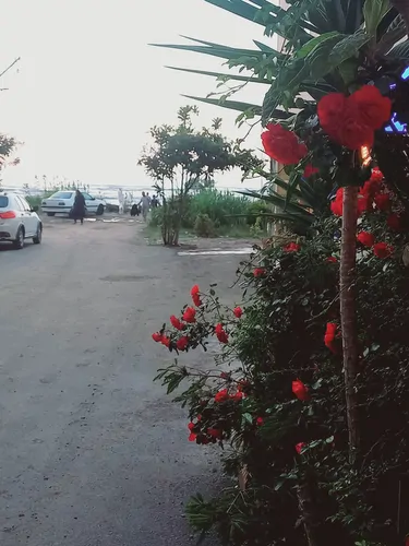 تصویر 24 - آپارتمان ساحلی دریا (۳) در  محمودآباد