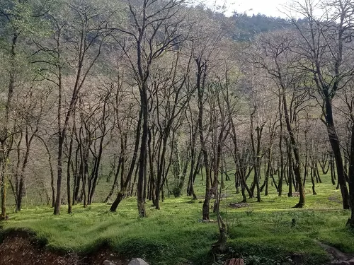 تصویر 4 - آپارتمان جنگل در شیرگاه