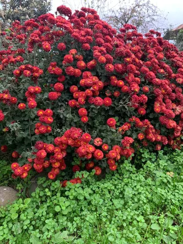 تصویر 21 - ویلا آیهان در اسالم