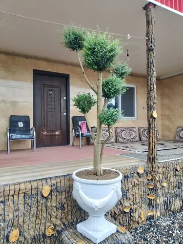 تصویر 2 - ویلا ویلای یک خوابه جنگلی پل شاپور در شیرگاه