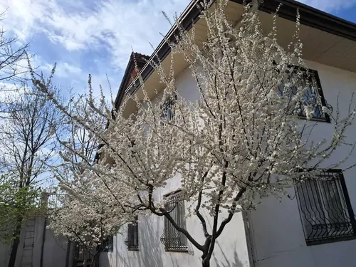 تصویر 5 - ویلا باغ ویلای روژین در پردیس