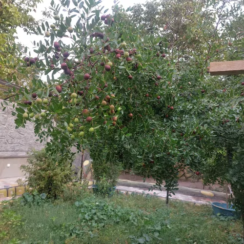 تصویر 23 - اقامتگاه بوم‌گردی آتاباغی در  اسکو