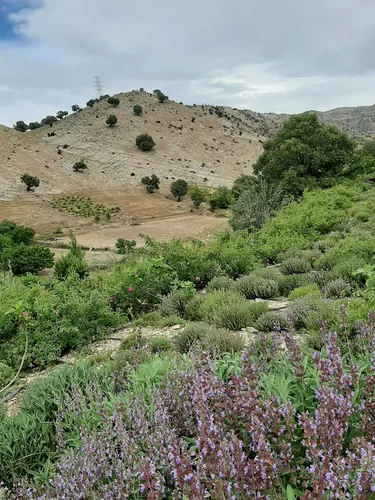 تصویر 27 - ویلا باغ سُنتی گل گل ملکشاهی در  ایلام