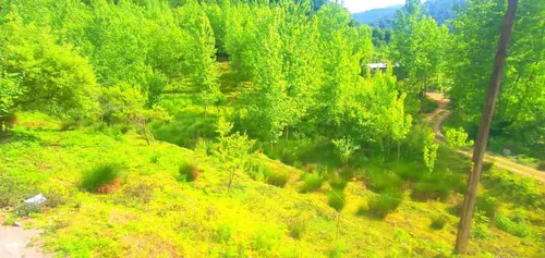 تصویر 10 - ویلا جنگلی اریا در  شیرگاه