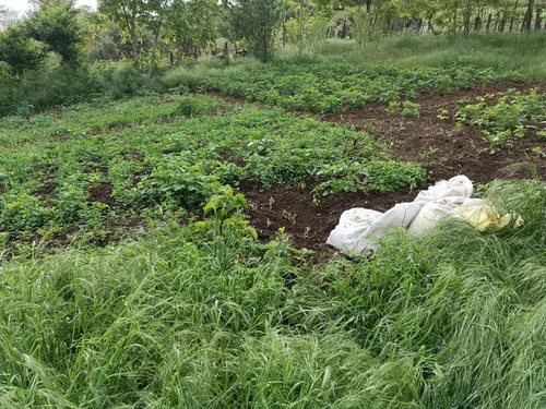 تصویر 3 - ویلا ویلا در روستای لوئیم در رضوانشهر