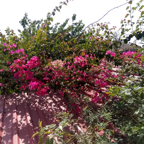 تصویر 16 - ویلا باغ پاپلی در  فرح آباد