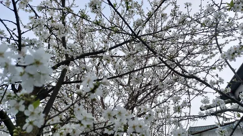 تصویر 16 - ویلا مازیار در فومن