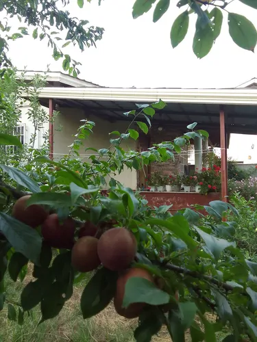 تصویر 14 - ویلا شعبانی (6) در  نشتارود