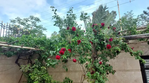 تصویر 14 - خانه مبله آریانا در کاشان