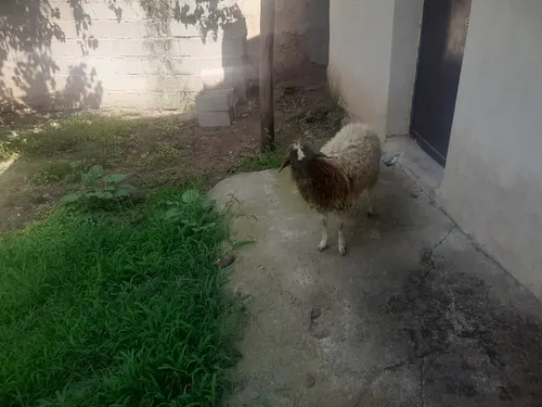 تصویر 5 - ویلا ویلای روستایی در رستم آباد