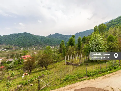 تصویر 3 - کلبه چوبی ابیشی در  ماسال