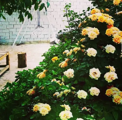 تصویر 2 - ویلا گلستان رویایی حس خوب در نجف آباد