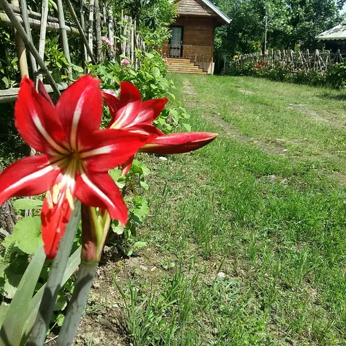 تصویر 11 - کلبه چوبی جنگلی رویایی در  ماسال